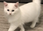 Snowboll - Ragdoll Cat For Sale - NC, US