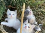 Rosè babies - Ragamuffin Cat For Sale - Plummer, ID, US