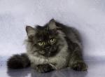 Ugway - Siberian Cat For Sale - Norwalk, CT, US