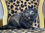 Amber - Scottish Fold Cat For Sale - Ava, MO, US