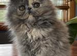 Q Litter - Persian Cat For Sale - Sheridan, MI, US