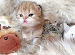 Bug - British Shorthair Cat For Sale - Louisville, KY, US