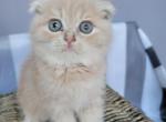 Barbie - Scottish Fold Cat For Sale - New York, NY, US