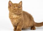 Harley - British Shorthair Cat For Sale - Miami, FL, US