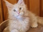 Potap - Maine Coon Cat For Sale - Miami, FL, US