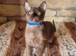 Ron Burmese - Bengal Cat For Sale - Miami, FL, US