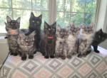 Litter F - Maine Coon Cat For Sale - Jasper, GA, US