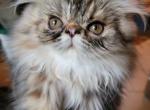 CFA Persian kitten - Persian Cat For Sale - Youngstown, OH, US