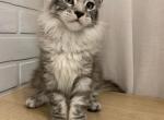 Drogo - Maine Coon Cat For Sale - NY, US