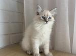 Forebs - Siberian Cat For Sale - Boston, MA, US