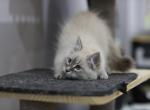 Bruno - Siberian Cat For Sale - Boston, MA, US