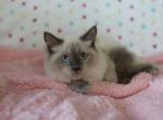 Alex - Siberian Cat For Sale - Boston, MA, US