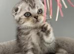 Scottish Fold kitten - Scottish Fold Cat For Sale - Orlando, FL, US