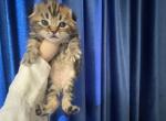 Scottish fold - Scottish Fold Cat For Sale - Fort Wayne, IN, US