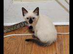 Siamese girl 1 - Siamese Cat For Sale - Worcester, MA, US