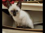 Siamese girl 2 - Siamese Cat For Sale - Worcester, MA, US
