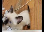 Siamese boy - Siamese Cat For Sale - Worcester, MA, US
