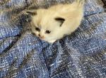 Munchkin babies - Munchkin Cat For Sale - Nipomo, CA, US