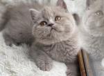 Lilo - British Shorthair Cat For Sale - Los Angeles, CA, US