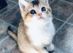 Tri color Calico Lucy - British Shorthair Cat For Sale - WI, US