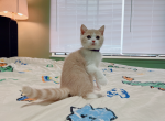 Fimi - Munchkin Cat For Sale - Staten Island, NY, US