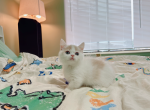 Fido - Munchkin Cat For Sale - Staten Island, NY, US