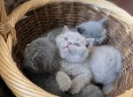 Kittens - British Shorthair Cat For Sale - Philadelphia, PA, US