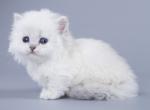 Qust - Munchkin Cat For Sale - Hollywood, FL, US