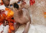 Alicia - Sphynx Cat For Sale - Mundelein, IL, US