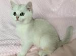 Sunny - British Shorthair Cat For Sale - Brooklyn, NY, US