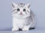 Big eyed boy Navruz silver tabby bicolor munchkin - Munchkin Cat For Sale - CA, US