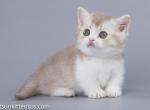 Nolik munchkin british fawn boy with short legs - Munchkin Cat For Sale - CA, US