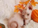 Pumpkin - Bambino Cat For Sale - Mundelein, IL, US