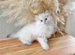British Blue eyed color point female - British Shorthair Cat For Sale - 