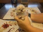 Seal mitted male - Ragdoll Cat For Sale - Minerva, OH, US