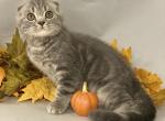 Max - Scottish Fold Cat For Sale - North Richland Hills, TX, US