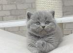 Dina - British Shorthair Cat For Sale - New York, NY, US