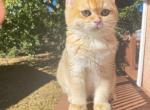 Black golden British shorthair girl - British Shorthair Cat For Sale - Athens, GA, US