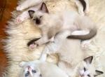 Ragdoll kittens purebred - Ragdoll Cat For Sale - Ojai, CA, US