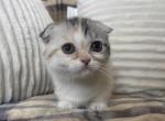 Olive - Scottish Fold Cat For Sale - Ava, MO, US