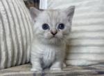 Sky - Ragamuffin Cat For Sale - Ava, MO, US