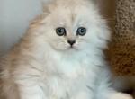 Two girls - Scottish Fold Cat For Sale - Kent, WA, US