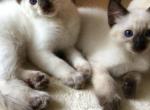 Merlin x Lady Vi - Balinese Cat For Sale - Queenstown, MD, US