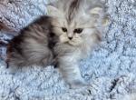 Dixie - Persian Cat For Sale - Creighton, MO, US