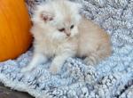 Casper - Persian Cat For Sale - Creighton, MO, US