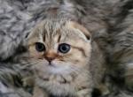 Ginger - Scottish Fold Cat For Sale - Levittown, PA, US