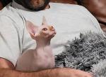 TICA Red - Sphynx Cat For Sale - Rockford, IL, US