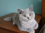 Ken von Shmidt - British Shorthair Cat For Sale - Cincinnati, OH, US