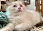 Thumbs - Ragdoll Cat For Sale - Ojai, CA, US