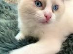 Toes - Ragdoll Cat For Sale - Ojai, CA, US